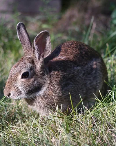 A rabbit sitting in a field of grass