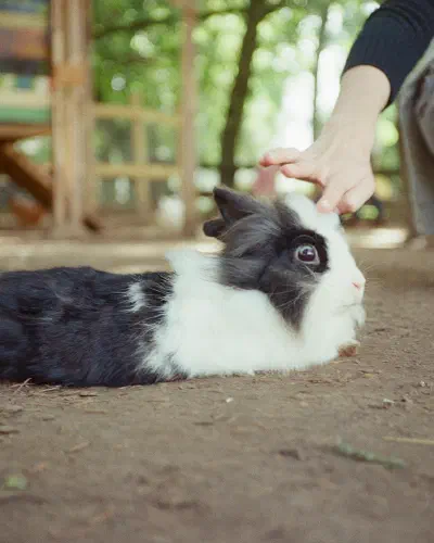 A person petting a cat